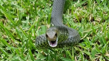 The brown snake was estimated to be thee to four years old.