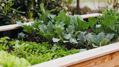 Various vegetable in a raised bed