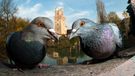 'The guardians'. Category: Urban Birds. Bronze award winner.