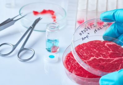 Meat sample in open disposable plastic cell culture dish in modern laboratory or production facility. Concept of cultured meat, cellular agriculture, slaughter-free eco friendly concept.