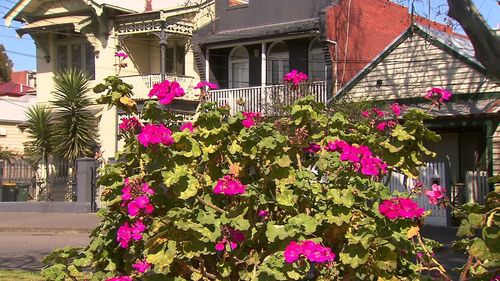 Bazıları çiçeklerin suçlu olduğuna inanırken, Brisbane'in havasındaki polenin üçte ikisinden fazlasından çim sorumludur.