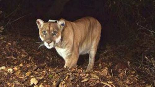 There goes the neighbourhood: Cougar evicts couple from LA home