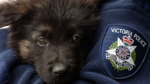 Cop dog finds alleged criminal in abandoned home in Melbourne’s south-east