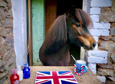 Patrick, the pony mayor of Cockington, England