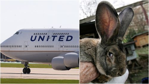 Giant rabbit dies on United Airlines flight from London