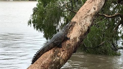 A freshwater crocodile. 