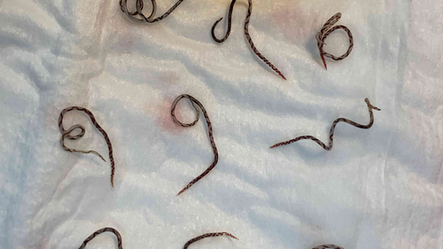 Experts are warning that cases of a rat-borne disease that can cause lethal infections in humans ﻿are growing in dogs in eastern Australia. 