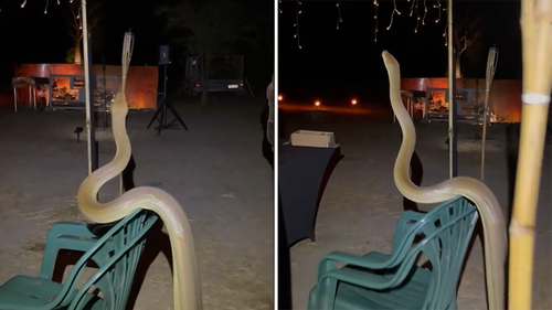 A five-metre long python has crashed a gourmet outback dinner in Western Australia in an appearance that took event organisers by surprise.
