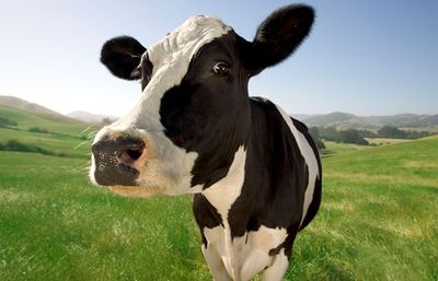 By contrast, more than 20 people die in the US annually  from being crushed by cows.