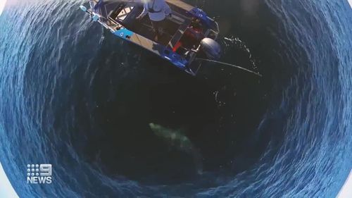 A fisher has captured his close encounter with a massive great white shark on camera just off the Gold Coast.
