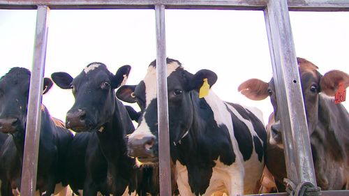 Cattle, cows, Australia.