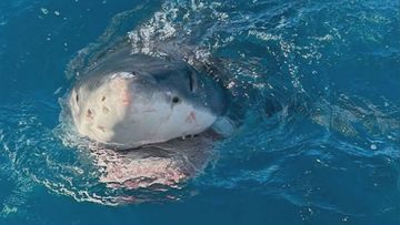 The great white shark mauled the angler&#x27;s prized tuna catch off in South Australia.