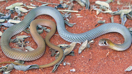 The desert whip snake has a blueish, copper hue. 