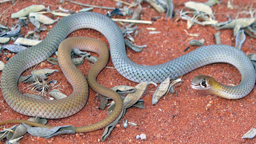 australian desert snakes