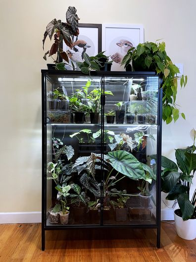 Indoor plants, houseplants