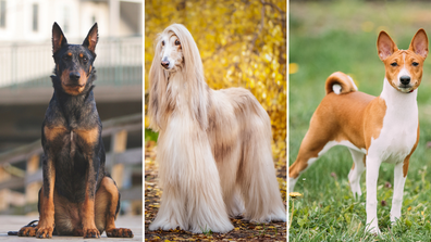 Top nine least affectionate dog breeds