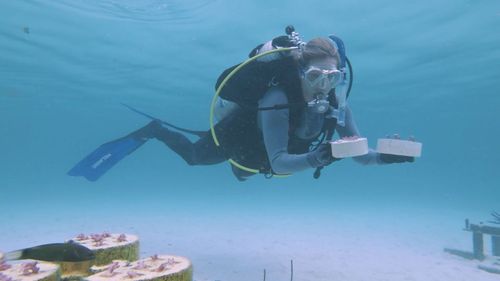 Robots and artificial intelligence used to regrow coral Abrolhos Islands