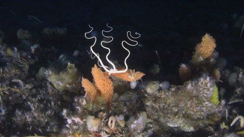 The pictures from the environmental campaign group shows a marine environment rich in
sponges, coral and fish. (Greenpeace)