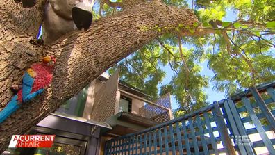 Aussie couple's love of trees comes back to bite them.