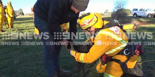 The 12-month-old was happily reunited with his owner, Paul. Picture: 9NEWS