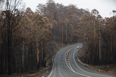 The town of Mogo post bushfires. Picture: Jamila Toderas