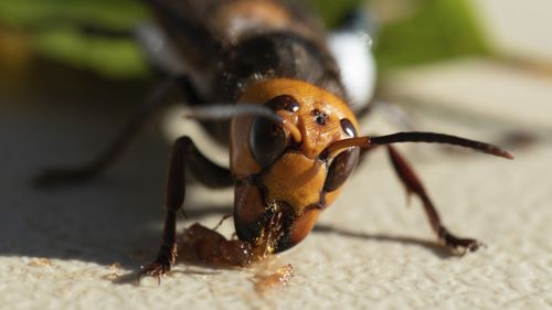 An Asian Giant Hornet wearing a tracking device is shown Thursday, Oct. 22, 2020 near Blaine, Wash.