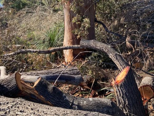 Large mature trees, some over 80 years old, have been mutilated, poisoned and hacked to pieces