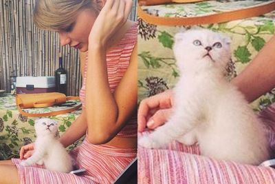 Taylor Swift posted this adorable snap of her and a cute little fluffy white kitty cat! Aww.<br/><br/>"Meet Olivia Benson," she wrote alongside the adorable photo.