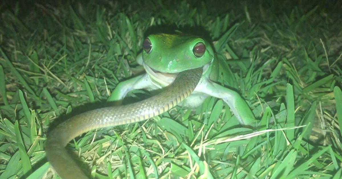 Have A Go At This Absolutely Cooked Footage Of A Green Tree Frog