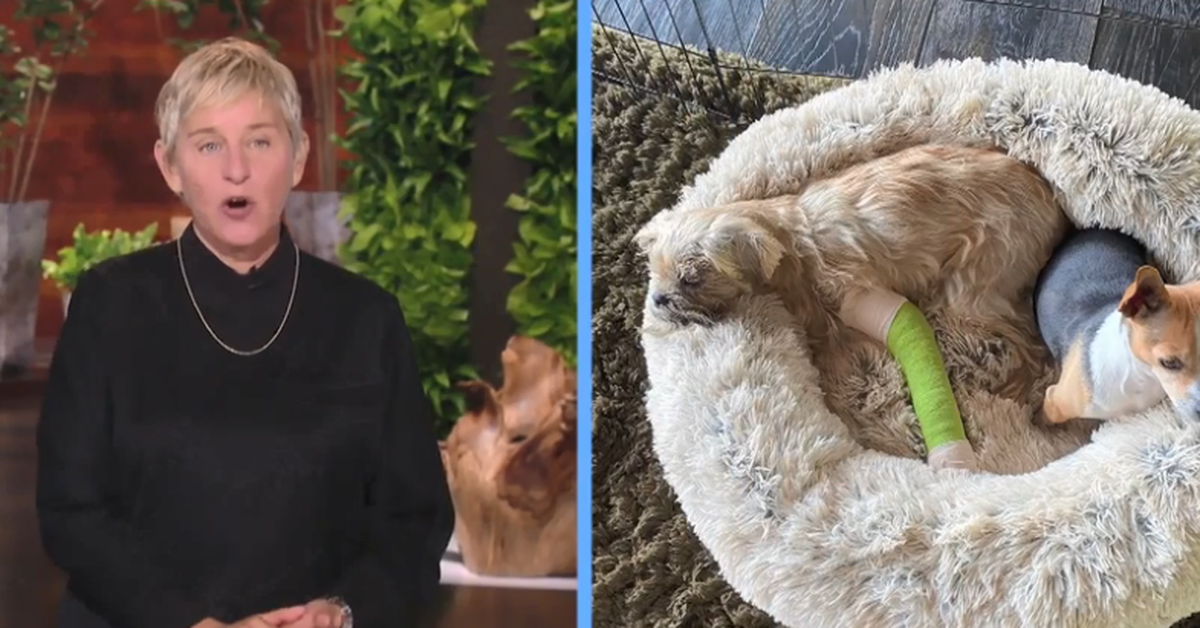 what happened to iggy the dog on ellen