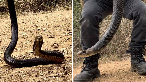 The eastern brown snake was over a metre-long and had a white head.