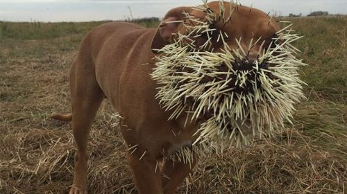 Animal lovers from around the world join to save dogs after porcupine fight