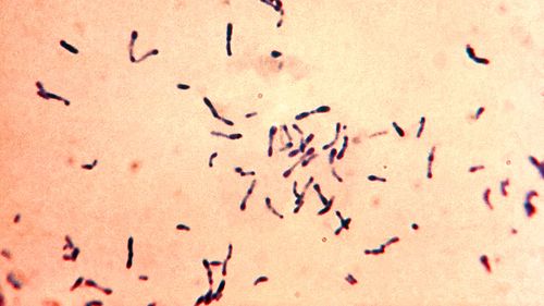 Corynebacterium diphtheriae bacteria