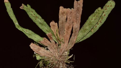 Ventral view of Oreogrammitis leonardii fern. (Credit: Dr Matt Renner) 