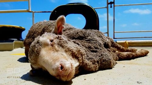 No live sheep will be exported to the Middle East over the Northern Hemisphere summer.