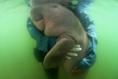 An orphaned baby dugong that attained celebrity status in Thailand has died with plastic waste lining its stomach, prompting a surge of mourning on the internet.