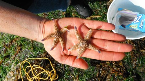 Japanese sea stars that washed ashore in Oregon. (John Chapman)