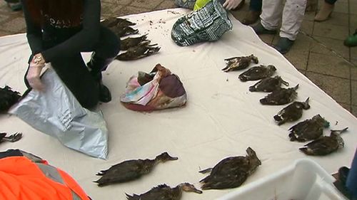 Duck hunting protesters dumped 100 dead birds in front of the Victorian premier's office. (9NEWS)