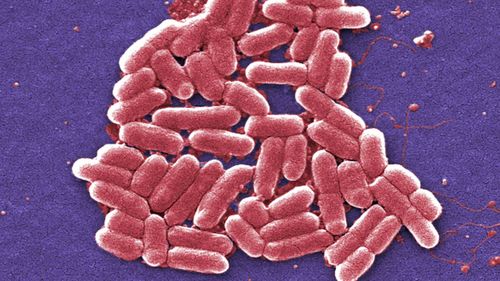 E.Coli is a common bacteria, but certain mutations can be resistant to antibiotics and potentially deadly.