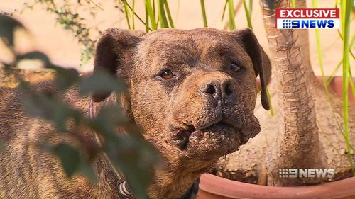 A Bull Mastiff cross that viciously attacked its owner has been destroyed by an Adelaide council.