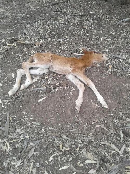 A foal dead in the national park.