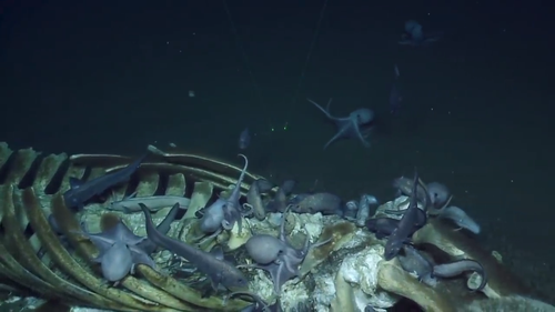 As the camera zooms in on the "fallen whale", excitement can be heard in the scientist's voices as they spot more than a dozen octopuses clinging to the whale's spine and ribs. One octopus even hitches a ride on the Nautilus camera.
