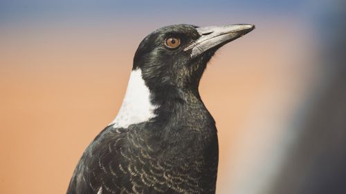 Magpie ingests and discharges tangled mass of plastic, balloons and rubber. 