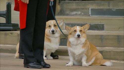 The Queen's royal corgis had a special role on the day of the late monarch's funeral at Windsor Castle.