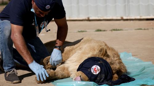 Simba was rescued after almost all the other animals at the zoo starved to death. (AFP)