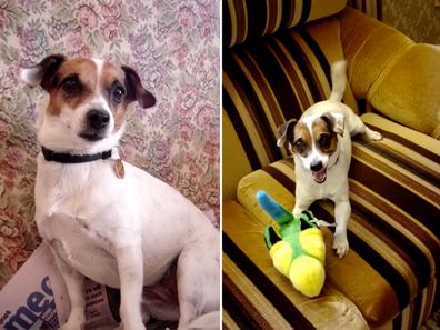 Australia's oldest dog, 21-year-old Trixie