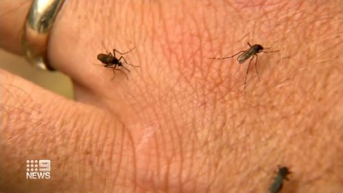 There are concerns cases of Ross River Fever could soon spread across Queensland's south-east.