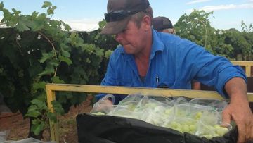 Richie Hayes started﻿ Rocky Hill Table Grapes near Alcie Spring in 2002 but had to close the business after &quot;unachievable&quot; standards from Woolworths and Coles