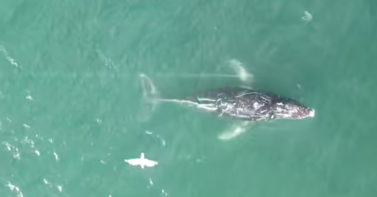 Movements of tangled humpback whale off east coast are 'not typical'