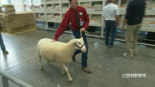 Prized farm animals were also on display. (9NEWS)